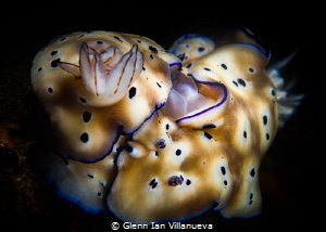 This is a photo of nudibranchs caught mating. Taken durin... by Glenn Ian Villanueva 